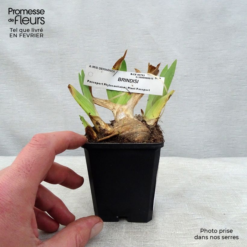 Spécimen de Iris germanica Brindisi - Iris des Jardins Rhizome tel que livré en hiver