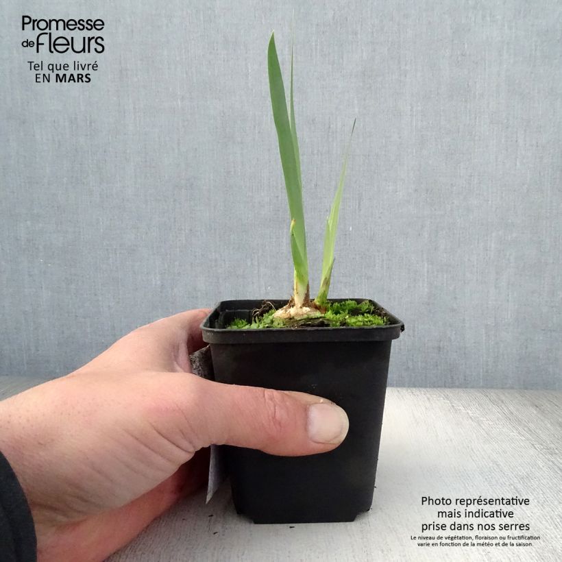 Spécimen de Iris germanica Bruno - Iris des Jardins Rhizome ou godet tel que livré au printemps