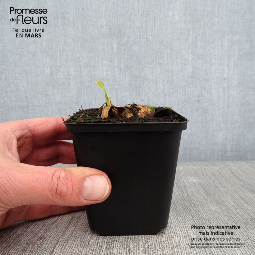 Spécimen de Iris germanica Bruno - Iris des Jardins Godet de 8/9 cm, Calibre 4/6 tel que livré en hiver