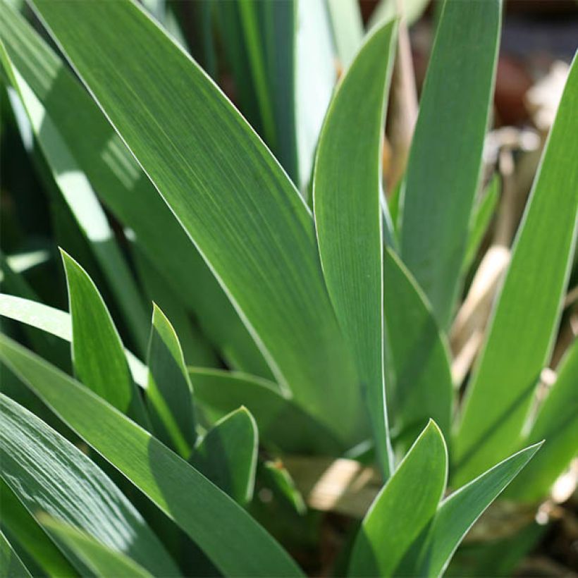 Iris germanica Buc Joyeux Anniversaire - Iris des jardins remontant (Feuillage)