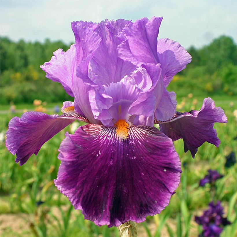 Iris germanica Buc Joyeux Anniversaire - Iris des jardins remontant (Floraison)