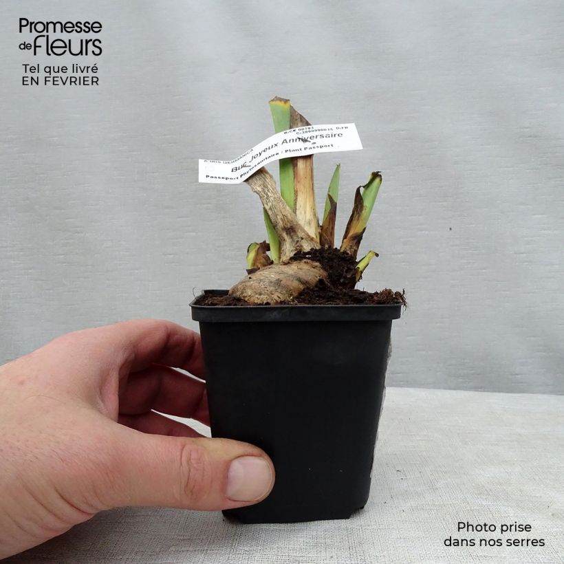 Spécimen de Iris germanica Buc Joyeux Anniversaire - Iris des jardins remontant Rhizome tel que livré en hiver