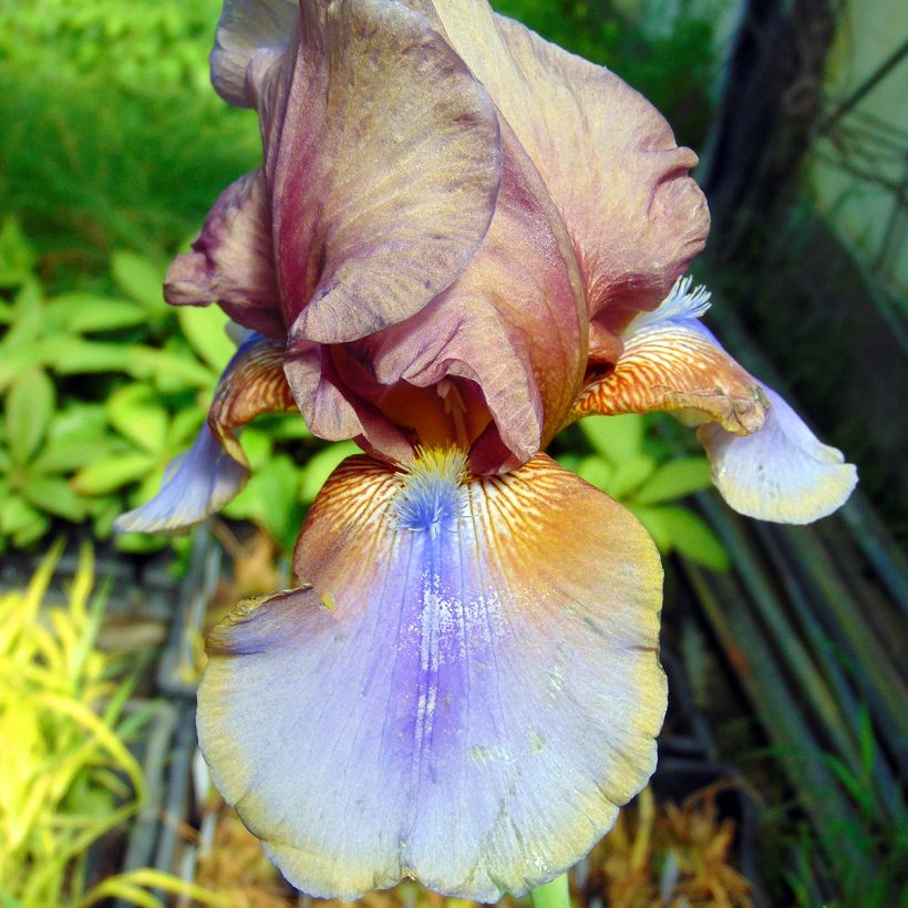 Iris germanica Burnt Toffee (Floraison)