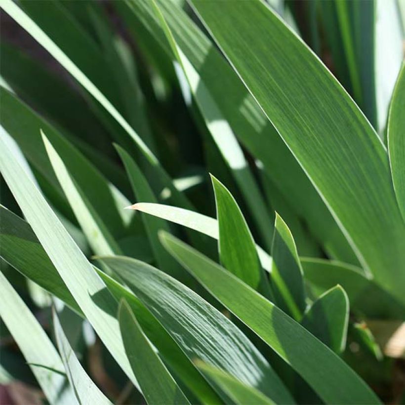 Iris germanica Burst (Feuillage)