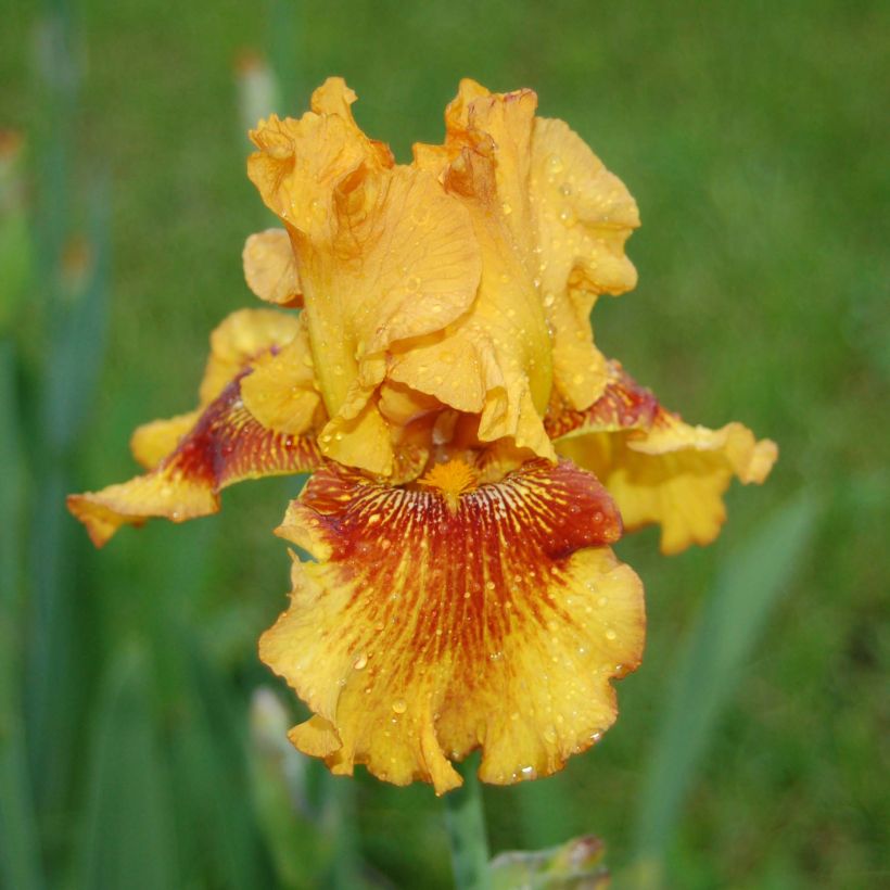 Iris germanica Burst (Floraison)