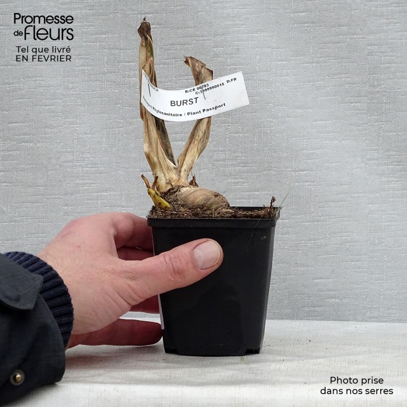 Spécimen de Iris germanica Burst Godet de 8/9 cm tel que livré en hiver
