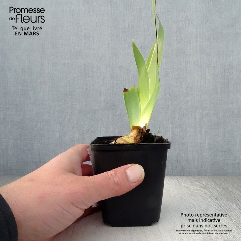 Spécimen de Iris germanica Burst Rhizome ou godet tel que livré au printemps