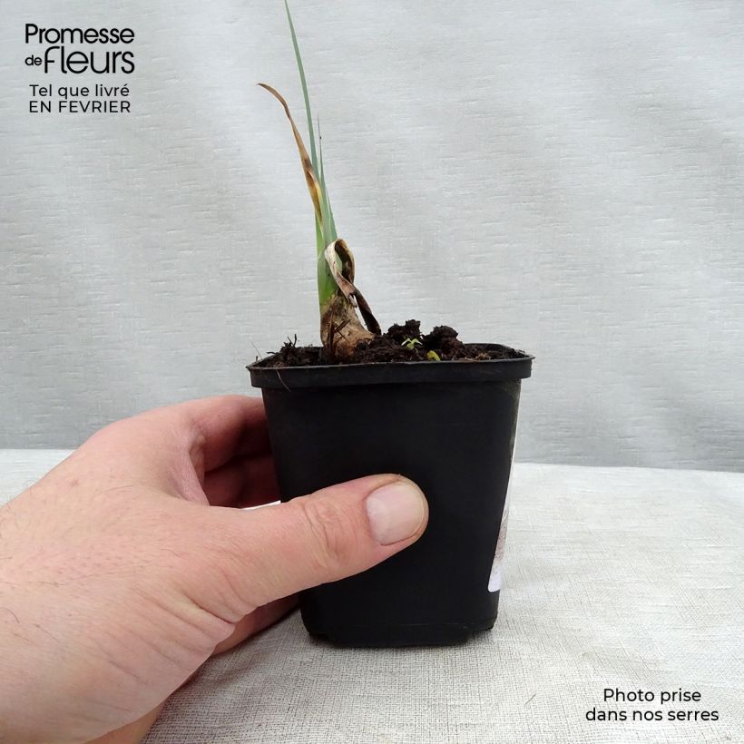 Spécimen de Iris germanica Cable Car - Penny a Pinch Godet de 8/9 cm, Calibre 4/6 tel que livré en hiver