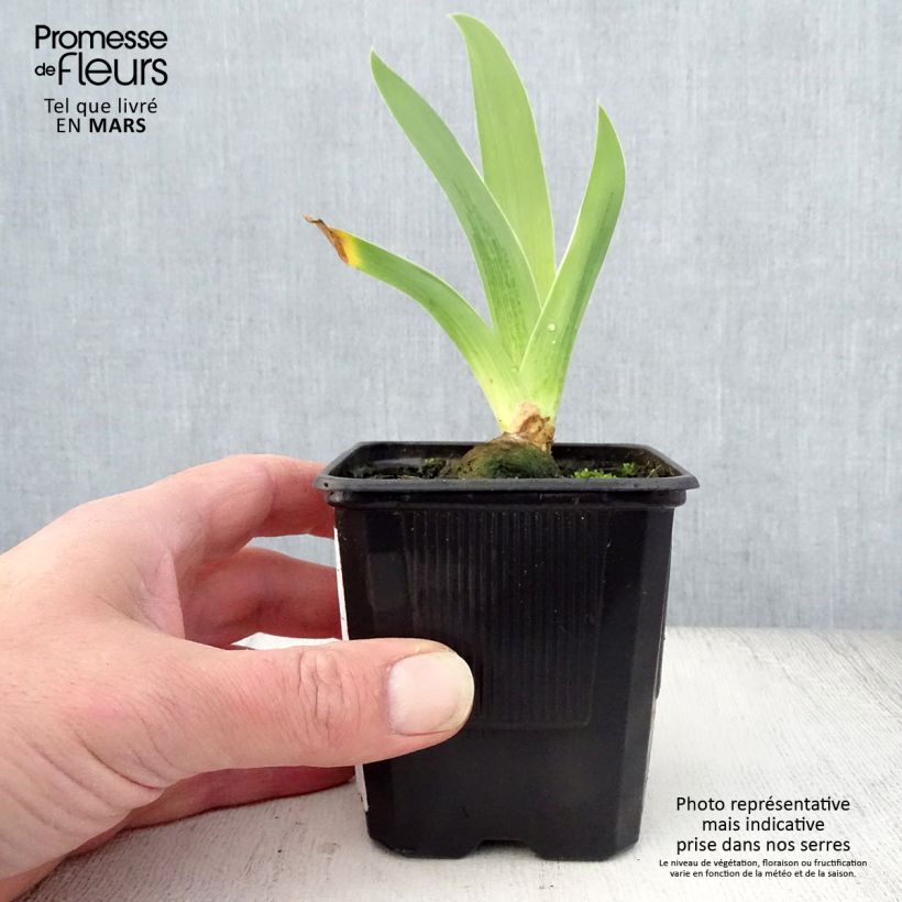 Spécimen de Iris germanica Cable Car - Penny a Pinch Rhizome ou godet tel que livré au printemps