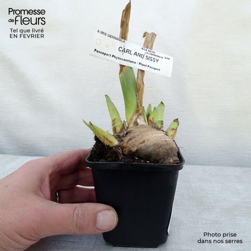Spécimen de Iris germanica Carl and Sissy Godet de 8/9 cm tel que livré en hiver