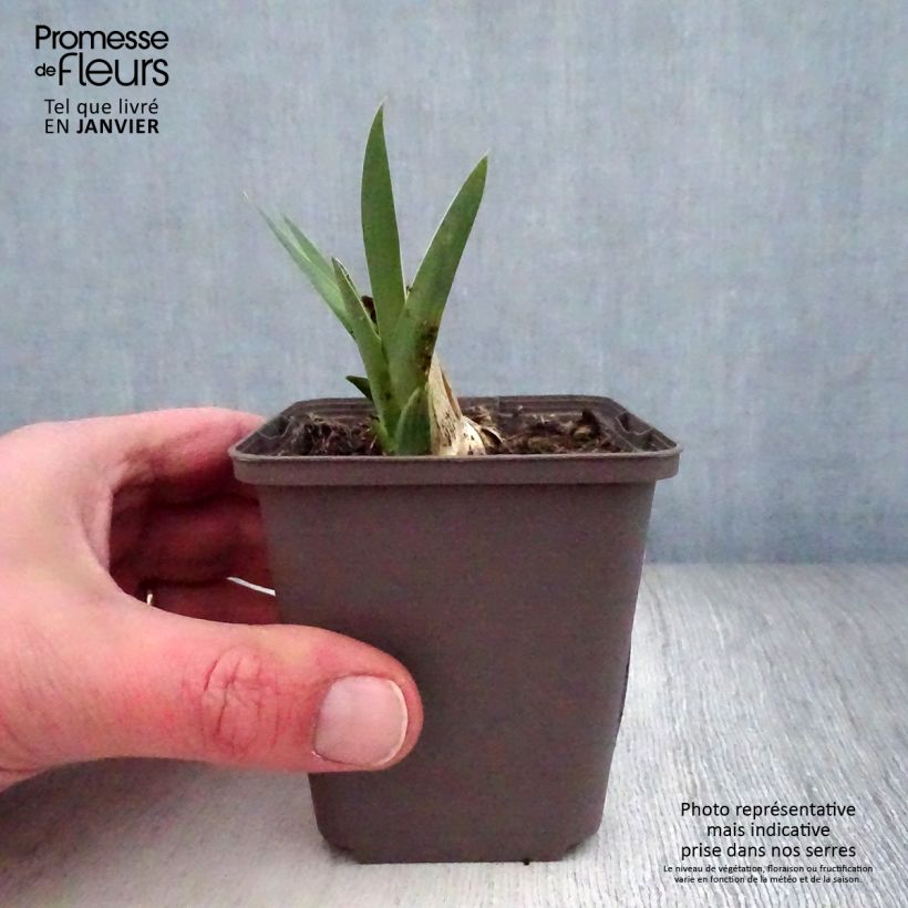 Spécimen de Iris germanica Casque d'Or - Iris des Jardins Rhizome ou godet tel que livré en hiver