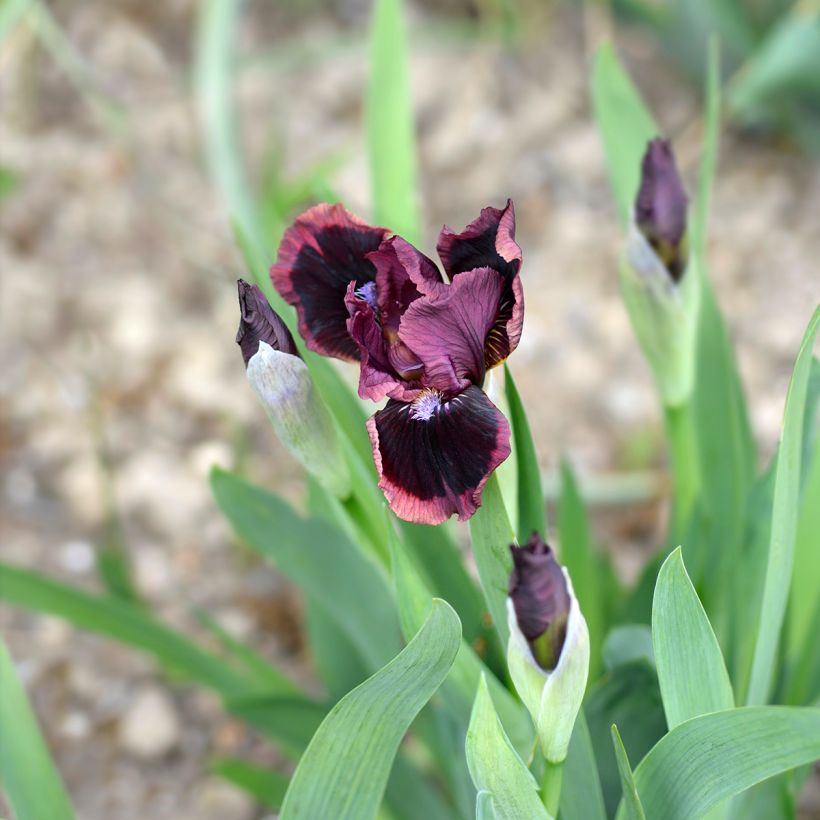 Iris germanica Cat's Eye - Iris des Jardins Lilliput (Floraison)