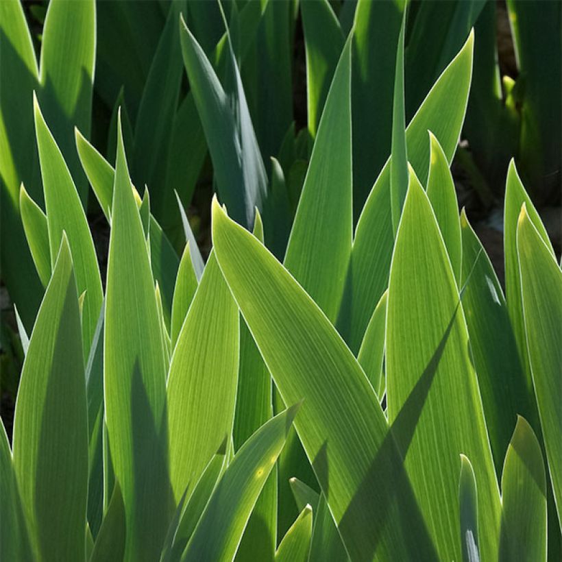 Iris germanica Cat's Eye - Iris des Jardins Lilliput (Feuillage)