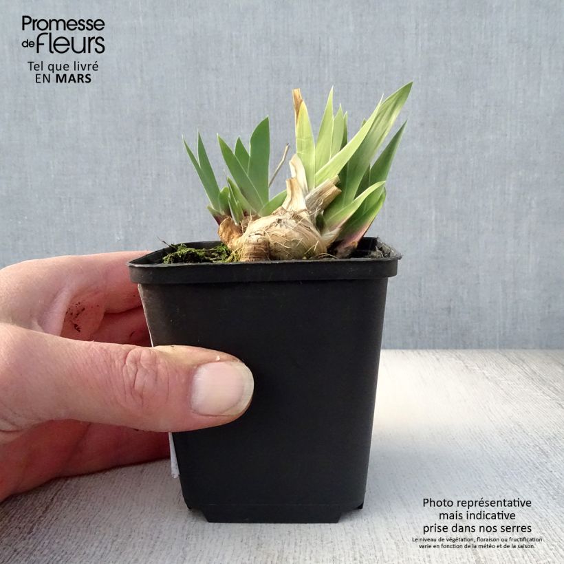 Spécimen de Iris germanica Cat's Eye - Iris des Jardins Lilliput Rhizome, Calibre 10/15, qualité extra tel que livré au printemps