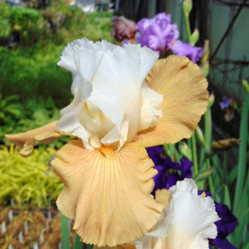 Iris germanica Chateau d Auvers Sur Oise (Floraison)