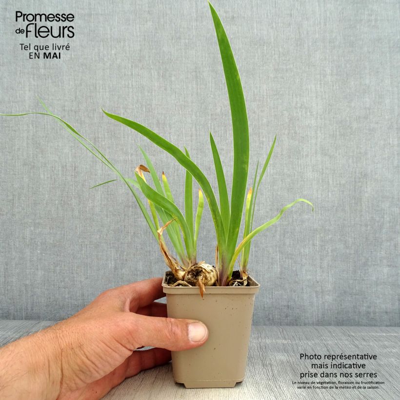 Spécimen de Iris germanica Chelsea Bleu Rhizome tel que livré au printemps