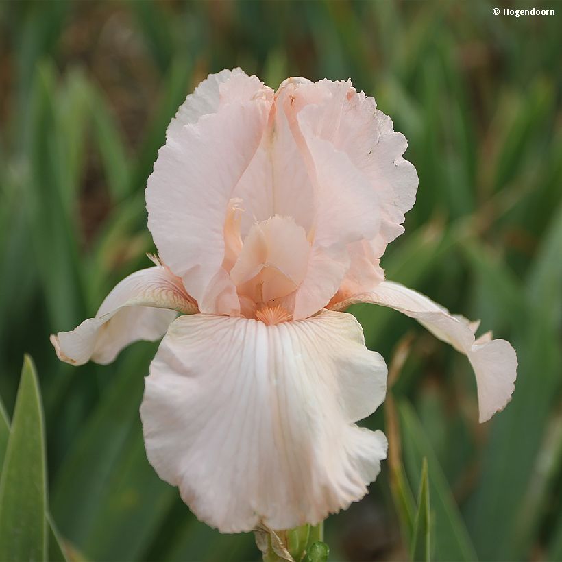 Iris germanica Cherished - Iris des Jardins remontant (Floraison)