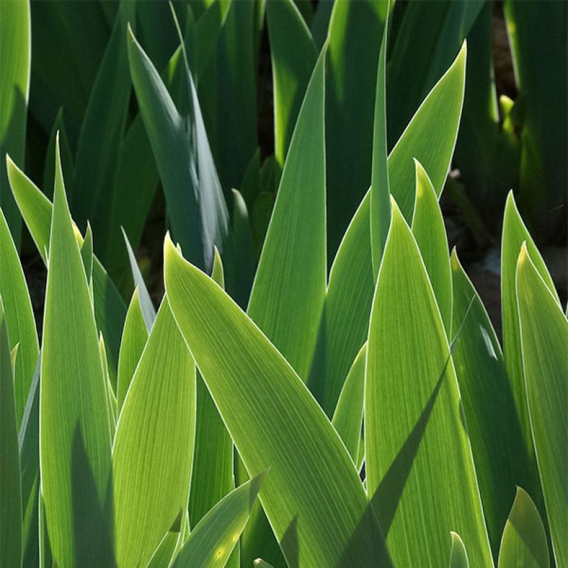 Iris germanica Ciel Gris sur Poilly (Feuillage)