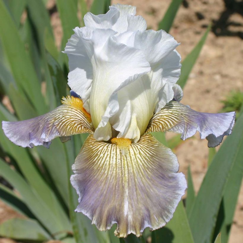 Iris germanica Ciel Gris sur Poilly (Floraison)