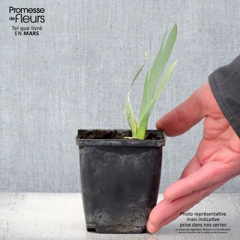 Spécimen de Iris germanica Ciel Gris sur Poilly - Rhizome, Calibre 10/15, qualité extra tel que livré au printemps