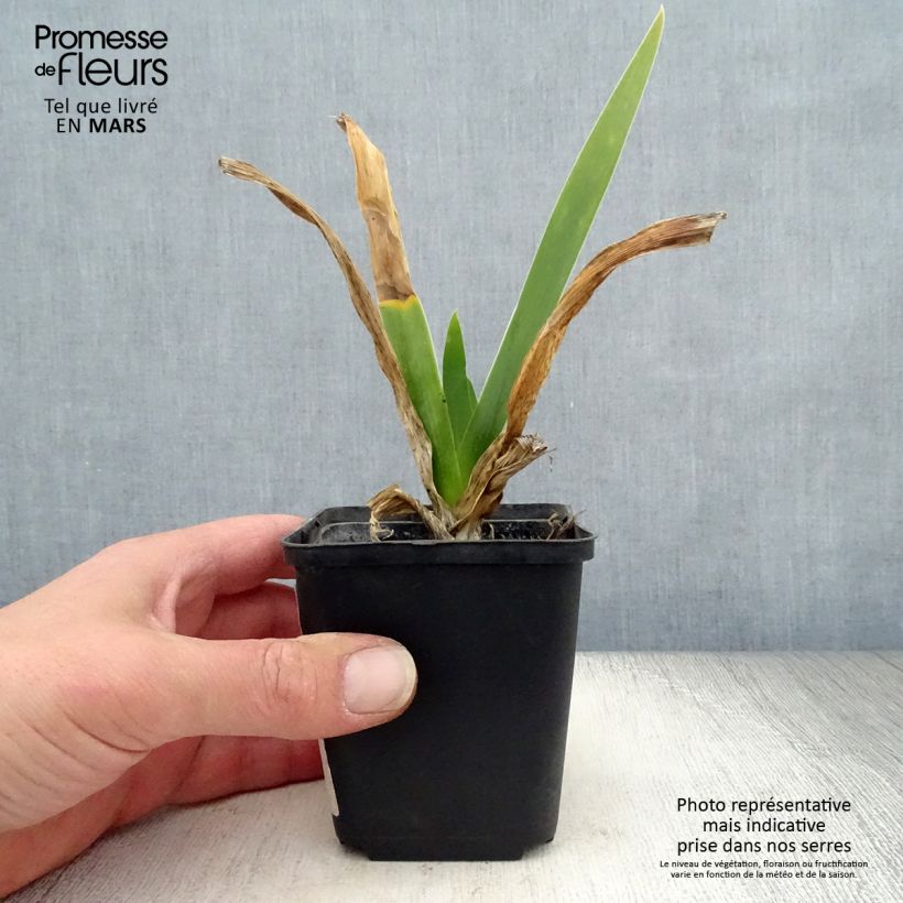 Spécimen de Iris germanica Cigarillo - Iris des Jardins Rhizome, Calibre 10/15, qualité extra tel que livré au printemps
