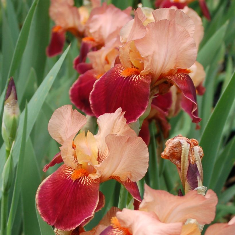 Iris germanica Cimarron Strip - Iris des Jardins (Floraison)