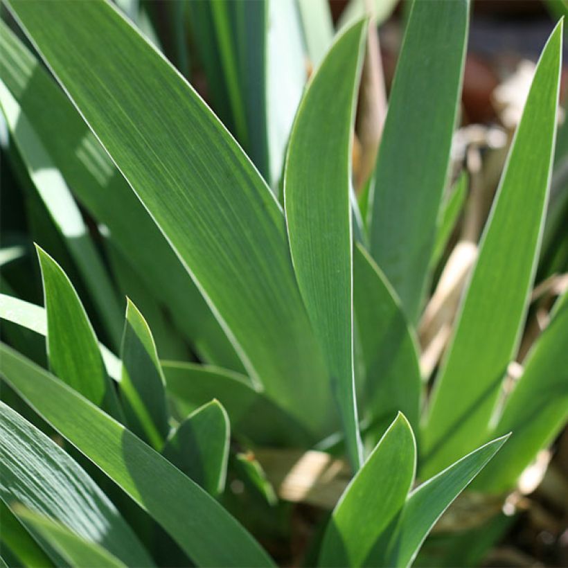 Iris germanica Coffee Whisper - Iris des Jardins (Feuillage)