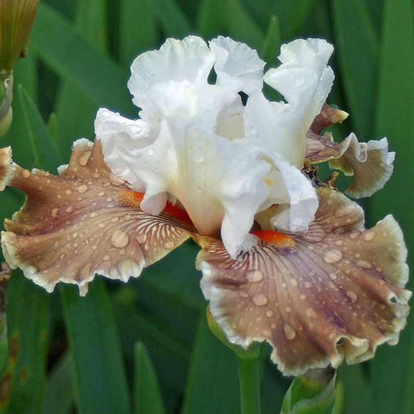 Iris germanica Coffee Whisper - Iris des Jardins (Floraison)