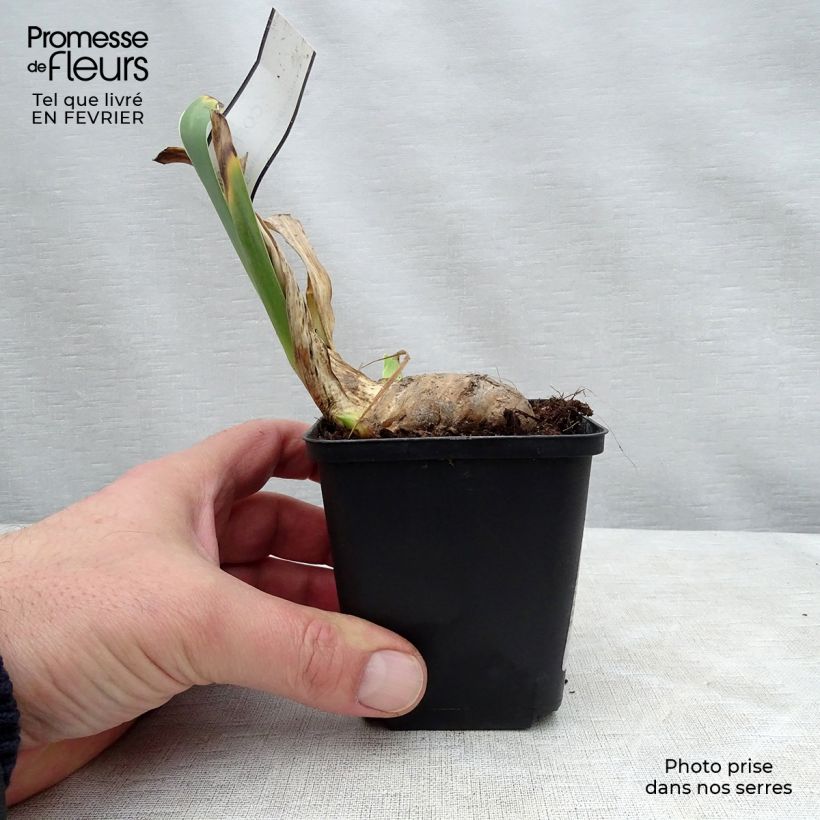 Spécimen de Iris germanica Coffee Whisper - Iris des Jardins Rhizome tel que livré en hiver