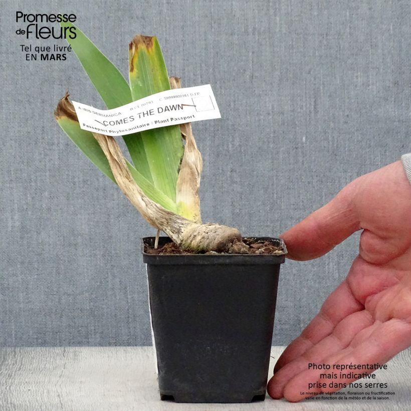 Spécimen de Iris germanica Comes The Dawn - Iris des Jardins Rhizome ou godet tel que livré au printemps