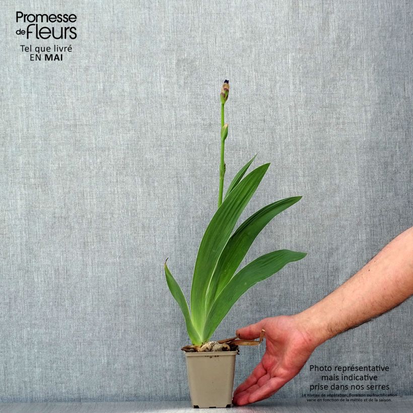 Spécimen de Iris germanica Confiserie - Iris des Jardins Rhizome, Calibre 10/15, qualité extra tel que livré au printemps