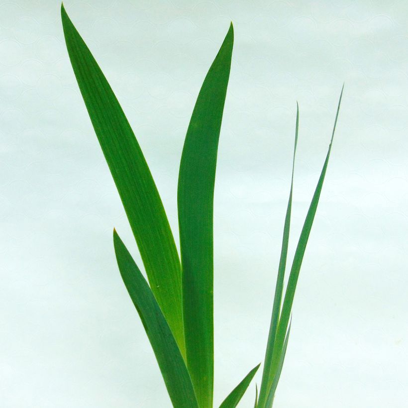 Iris germanica Copper Classic (Feuillage)