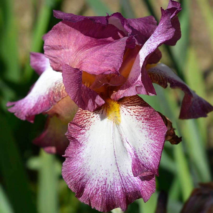Iris germanica Crinoline - Iris des Jardins (Floraison)