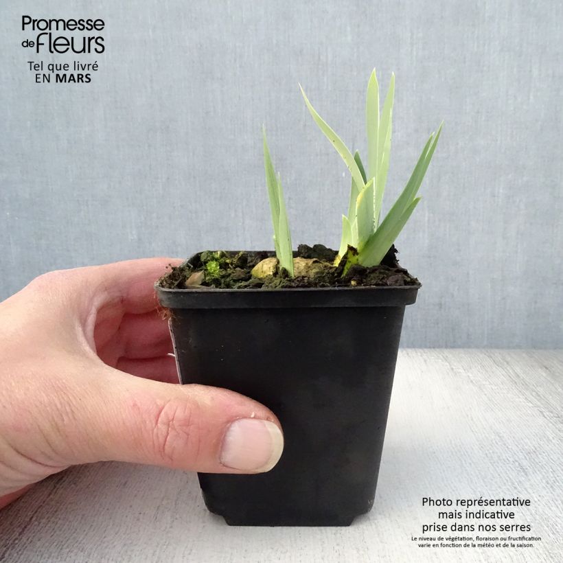 Spécimen de Iris germanica Dame Blanche - Iris des Jardins Rhizome tel que livré au printemps