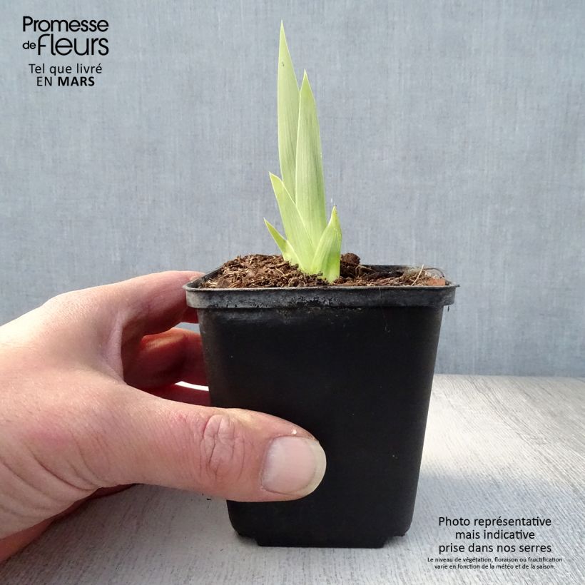 Spécimen de Iris germanica Deep Dark Secret - Grand Iris des Jardins - Rhizome, Calibre 10/15, qualité extra tel que livré au printemps