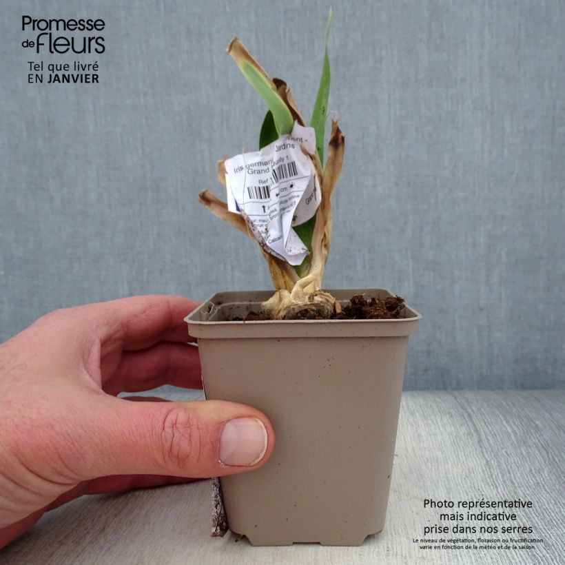 Spécimen de Iris germanica Déguisement - Grand Iris des Jardins  Rhizome, Calibre 10/15, qualité extra tel que livré en hiver