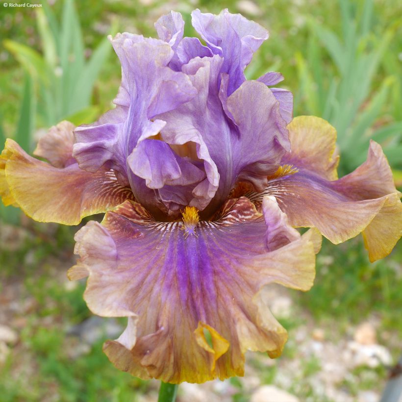 Iris germanica Déguisement - Grand Iris des Jardins  (Floraison)