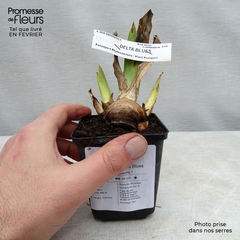 Spécimen de Iris germanica Delta Blues Godet de 8/9 cm tel que livré en hiver