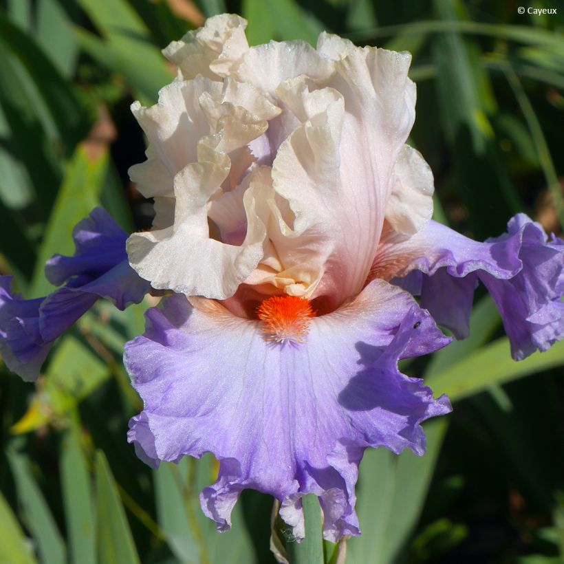 Iris germanica Dernier Cri - Iris des Jardins (Floraison)