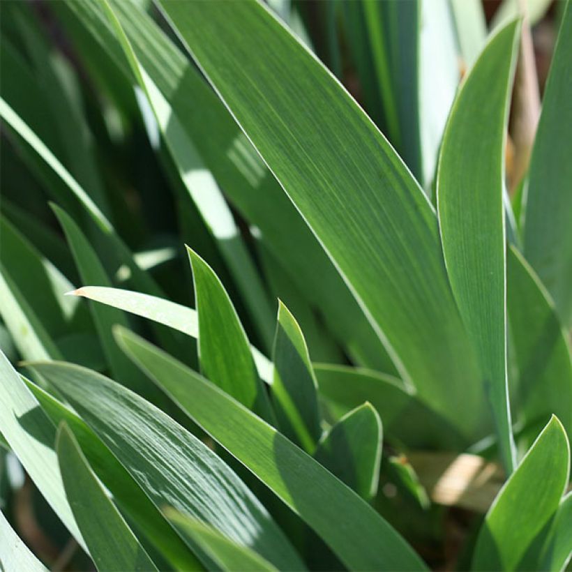 Iris germanica Devil Baby - Iris des Jardins Lilliput (Feuillage)