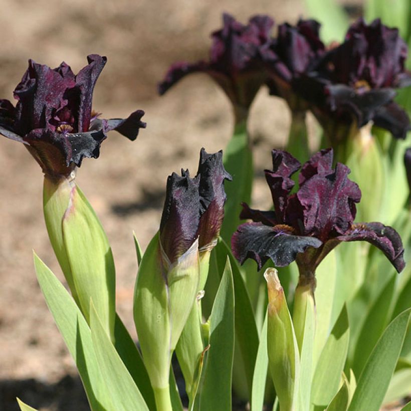 Iris germanica Devil Baby - Iris des Jardins Lilliput (Floraison)