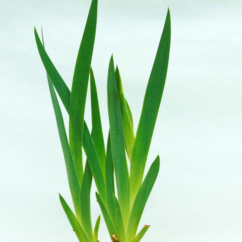 Iris germanica Donegal - Iris des Jardins intermédiaire. (Feuillage)