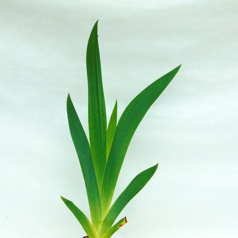 Iris germanica Double Espoir (Feuillage)