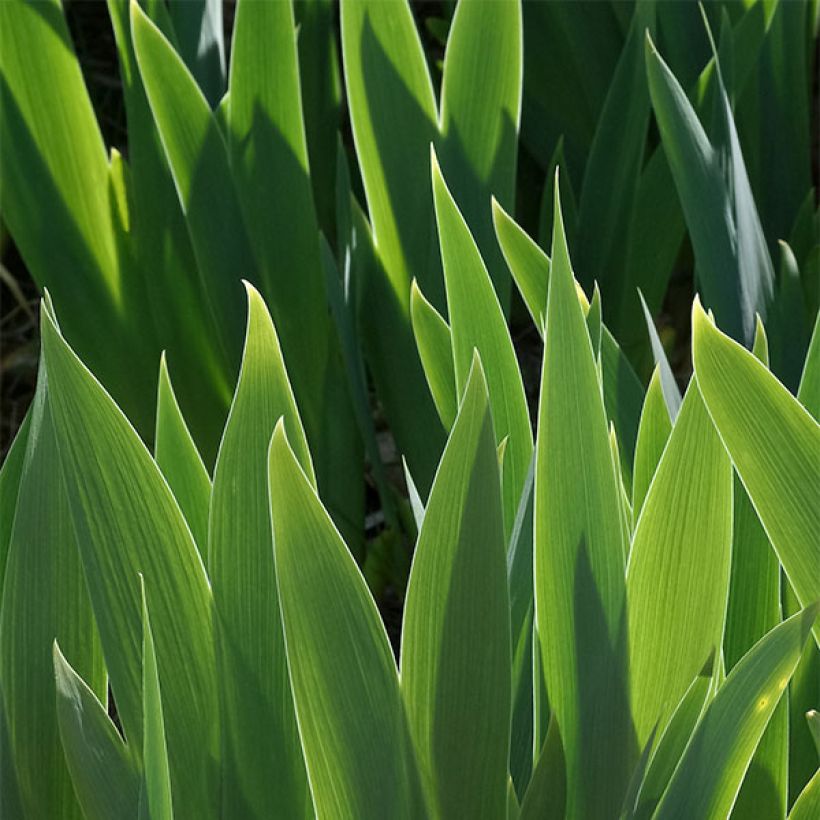 Iris germanica Drama Queen - Iris des Jardins (Feuillage)