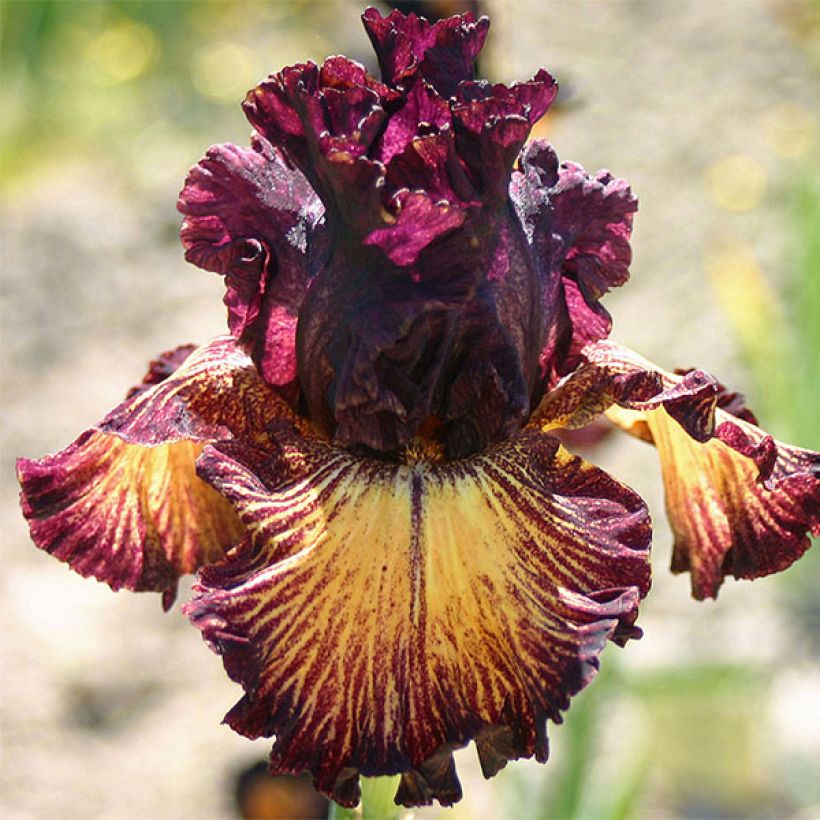 Iris germanica Drama Queen - Iris des Jardins (Floraison)