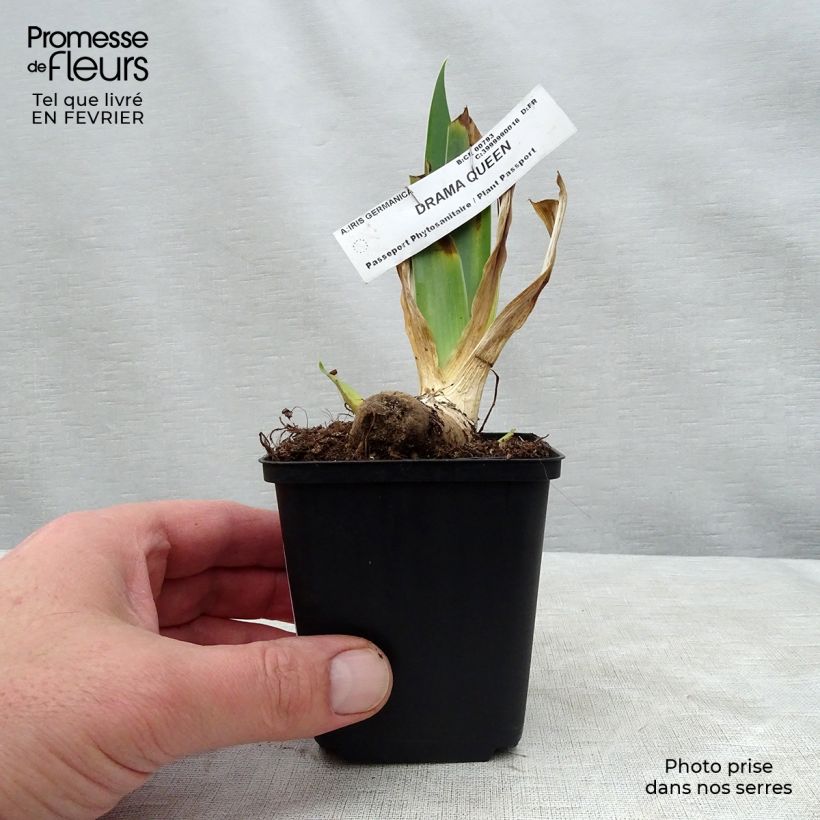 Spécimen de Iris germanica Drama Queen - Iris des Jardins Godet de 8/9 cm tel que livré en hiver