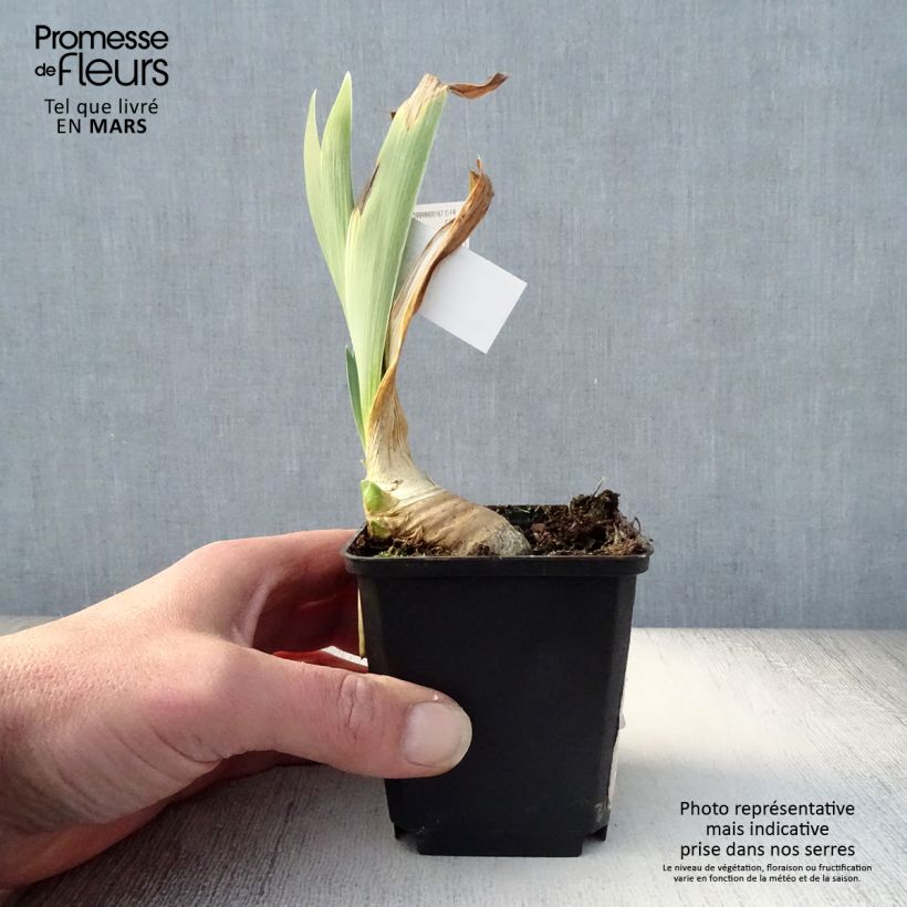 Spécimen de Iris germanica Drama Queen - Iris des Jardins Rhizome tel que livré au printemps