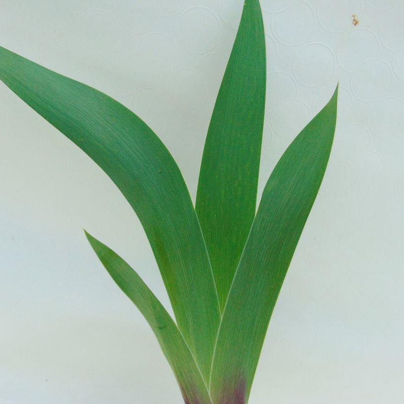 Iris germanica Ecstatic Echo (Feuillage)