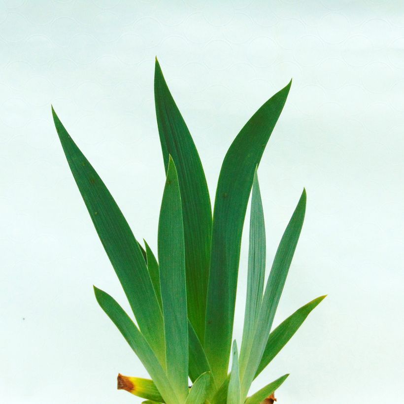 Iris germanica Edith Wolford - Iris des jardins (Feuillage)