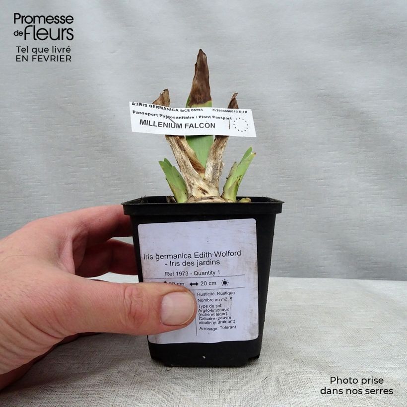 Spécimen de Iris germanica Edith Wolford - Iris des jardins Godet de 8/9 cm, Calibre 4/6 tel que livré en hiver